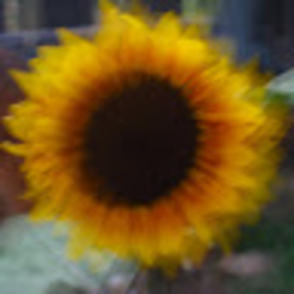 Meet your Posher, Tammy - Picture 1 of 1